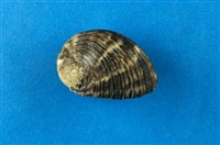 藏品(平頂蜑螺)的圖片